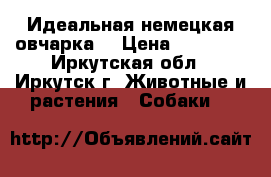 Идеальная немецкая овчарка  › Цена ­ 10 000 - Иркутская обл., Иркутск г. Животные и растения » Собаки   